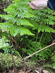 Dryopteris expansa