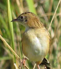 Cisticola juncidis terrestris