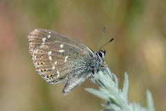 Neolycaena eckweileri