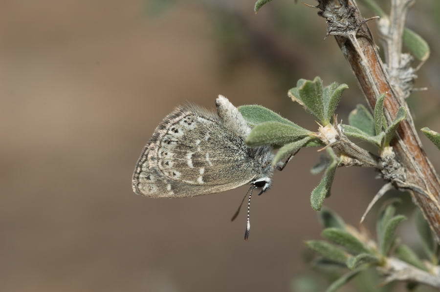 Neolycaena kasakhstana