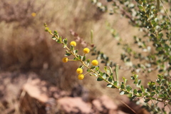 Acacia translucens