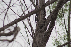 Melanerpes aurifrons