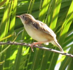 Cisticola juncidis terrestris