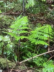 Dryopteris expansa