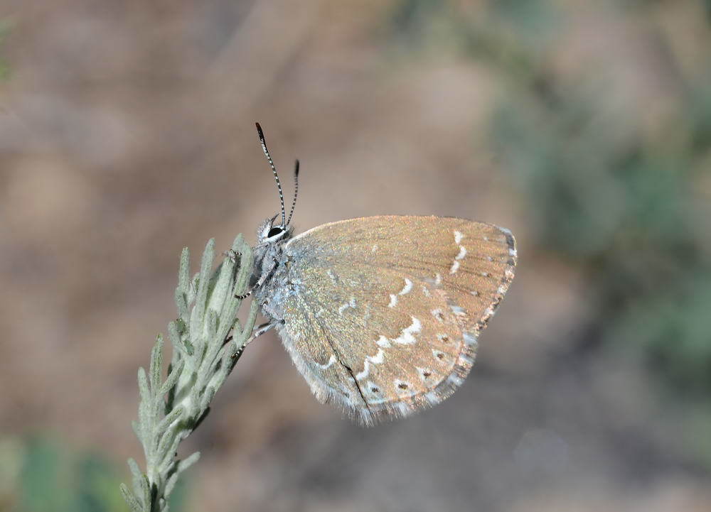 Neolycaena sinensis