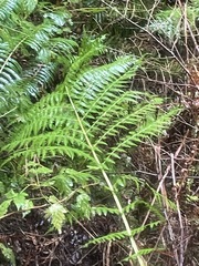 Dryopteris expansa