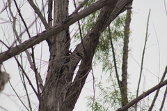 Melanerpes aurifrons