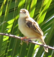 Cisticola juncidis terrestris