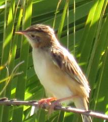 Cisticola juncidis terrestris