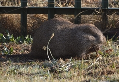 Thryonomys swinderianus