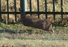 Thryonomys swinderianus