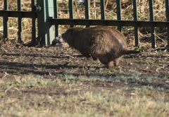Thryonomys swinderianus