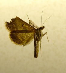 Acantholipes trimeni