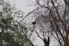 Streptopelia decaocto