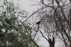 Streptopelia decaocto
