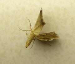 Acantholipes trimeni