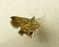 Acantholipes trimeni