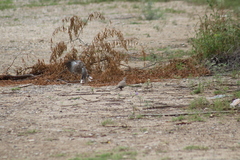 Streptopelia decaocto