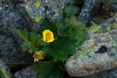 Geum calthifolium nipponicum
