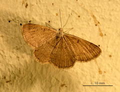 Chiasmia inconspicua