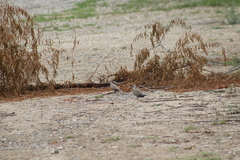 Streptopelia decaocto