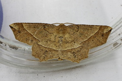 Euchlaena tigrinaria