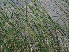 Cyperus malaccensis monophyllus