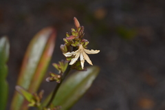 Scaevola beckii
