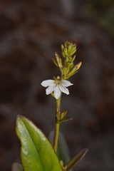 Scaevola beckii