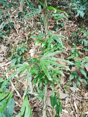 Lygodium longifolium