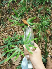 Lygodium longifolium