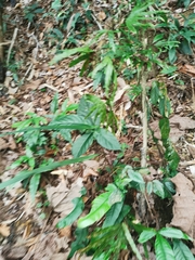 Lygodium longifolium