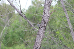 Melanerpes aurifrons