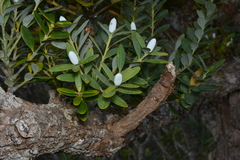 Agathis ovata