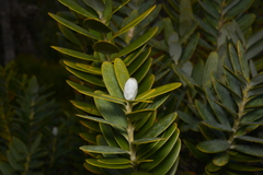 Agathis ovata