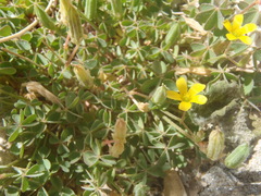 Oxalis albicans