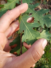 Quercus × jolonensis