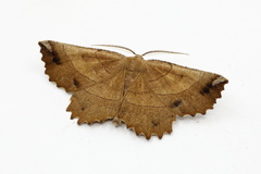 Euchlaena johnsonaria