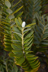 Agathis ovata