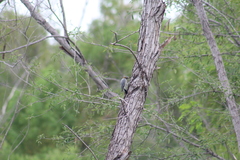 Melanerpes aurifrons