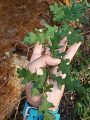 Quercus × jolonensis