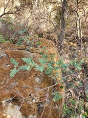 Quercus × jolonensis