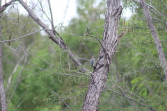 Melanerpes aurifrons