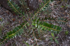 Agathis ovata