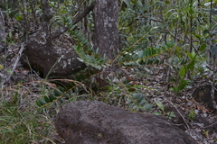Agathis ovata