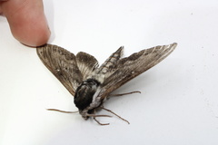 Sphinx poecila