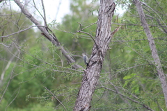 Melanerpes aurifrons