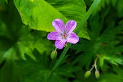 Geranium yesoense nipponicum