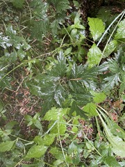 Rubus laciniatus