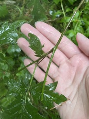 Rubus laciniatus